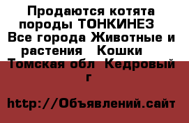 Продаются котята породы ТОНКИНЕЗ - Все города Животные и растения » Кошки   . Томская обл.,Кедровый г.